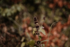 NinaPädi_101020_cramarts-216